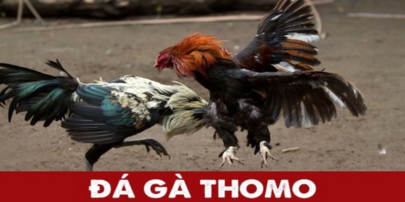 Giới thiệu về giải đá gà Thomo C3